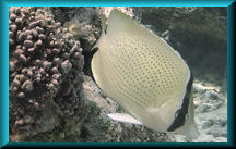 Citron Butterflyfish